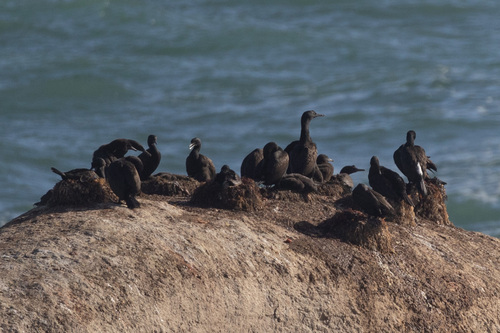 iNaturalist image