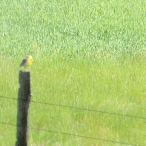 Western Meadowlark