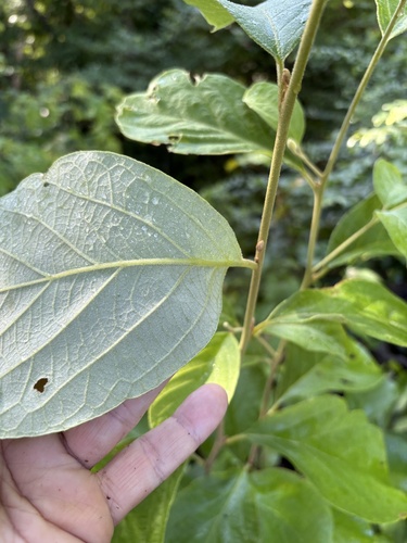 Bigleaf snowbell (Styrax grandifolius)