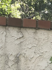 Sceloporus occidentalis