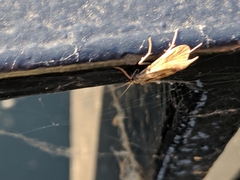Trichoptera