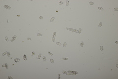 Podosphaera clandestina