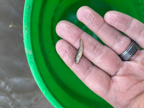 Creek Chub