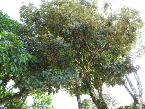 Clethra mexicana, photograph 3