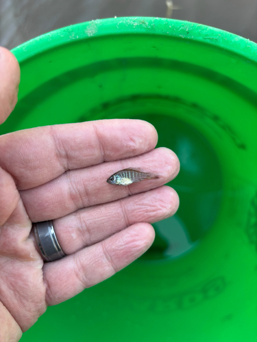 Bluegill