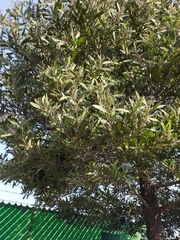 Acacia