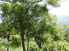 Alvaradoa amorphoides