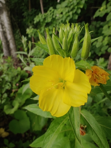 Наблюдение на iNaturalist