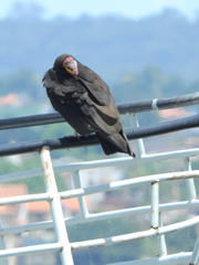 Cathartes