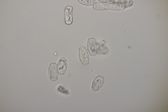 Podosphaera clandestina