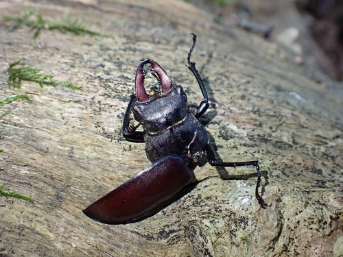 European Stag Beetle