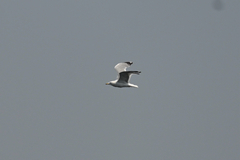 American Herring Gull
