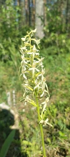 Lesser butterfly-orchid
