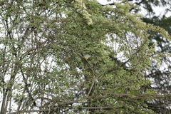 Periparus venustulus