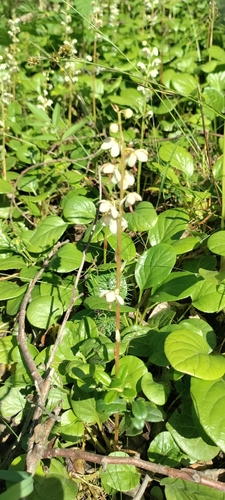 round-leaved wintergreen