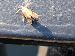 Trichoptera