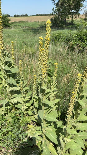 great mullein
