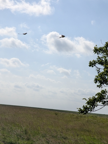 Scissor-tailed Flycatcher