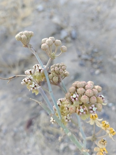 Asclepias albicans, photograph 2