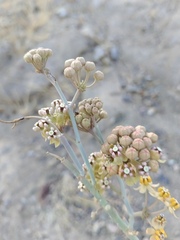 Asclepias albicans, photograph (c) Jose Luis Leon de la Luz, some rights reserved (CC BY)