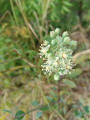 (c) Jose Luis Leon de la Luz, some rights reserved (CC BY) Stegnosperma halimifolium, photograph (c) Jose Luis Leon de la Luz, some rights reserved (CC BY)