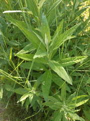 Artemisia douglasiana