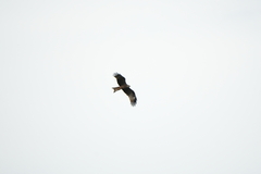 Black Kite