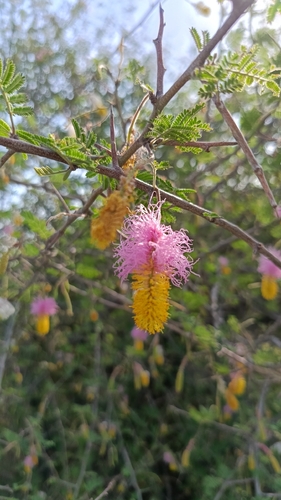 aroma