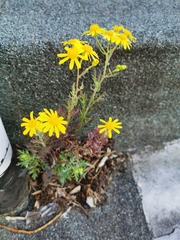 Senecio squalidus