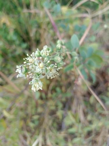 Stegnosperma halimifolium