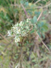 Stegnosperma halimifolium