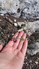 Alyssum trichostachyum
