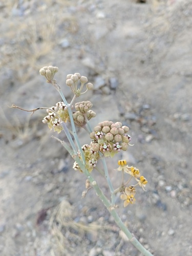 Asclepias albicans, photograph 3