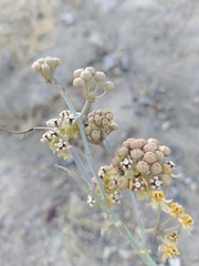 Asclepias albicans, photograph (c) Jose Luis Leon de la Luz, some rights reserved (CC BY)
