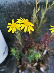 Senecio squalidus