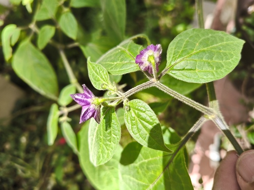 Capsicum pubescens