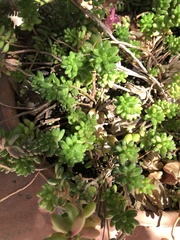 Sedum × rubrotinctum