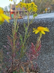 Senecio squalidus
