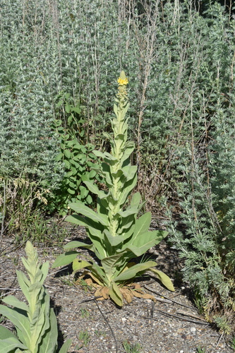 great mullein