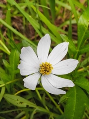 Cosmos diversifolius, photograph (c) Neptalí Ramírez Marcial, some rights reserved (CC BY)