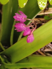 Domingoa purpurea, photograph (c) Neptalí Ramírez Marcial, some rights reserved (CC BY)