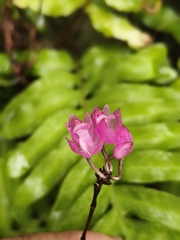 Domingoa purpurea, photograph (c) Neptalí Ramírez Marcial, some rights reserved (CC BY)