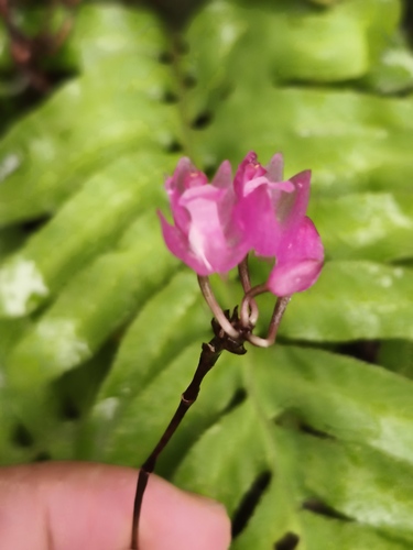 Domingoa purpurea, photograph 4