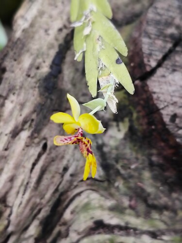 Lockhartia oerstedii, photograph 6