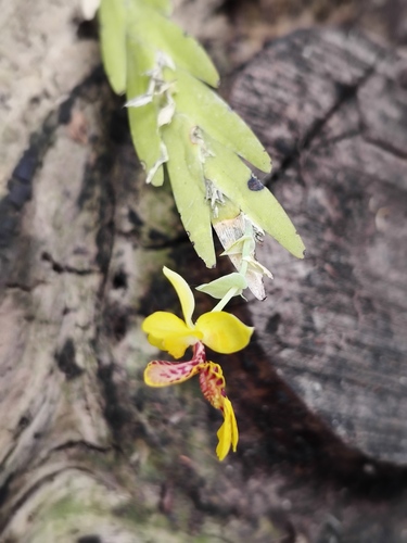 Lockhartia oerstedii, photograph 5