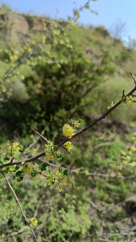 Indian snowberry