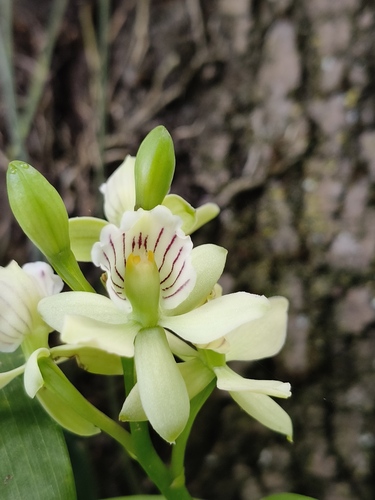 Prosthechea radiata, photograph 6