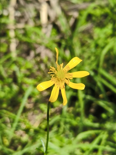 Ranunculus petiolaris, photograph 6