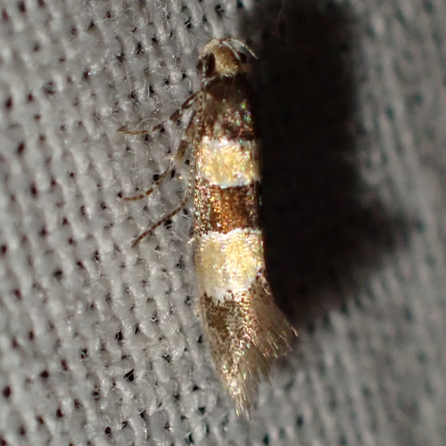 Goidanichiana jourdheuillella
