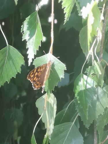 Speckled Wood